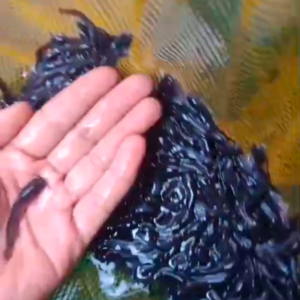 Home bibit lele sangkuriang