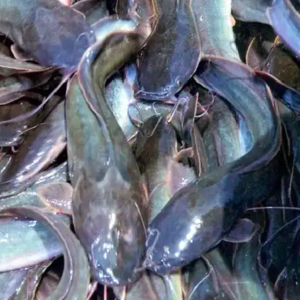 Home ikan lele konsumsi