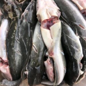 ikan lele konsumsi