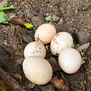 Home telur ayam buras