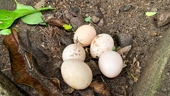 telur ayam buras telur ayam buras