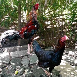 Home jual ayam konsumsi (kampung/bangkok/kub/elba)