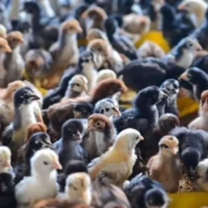 Home bibit ayam kampung/bangkok/kub/elba