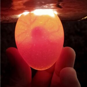 Home telur ayam (fertil) kampung/bangkok/kub/elba